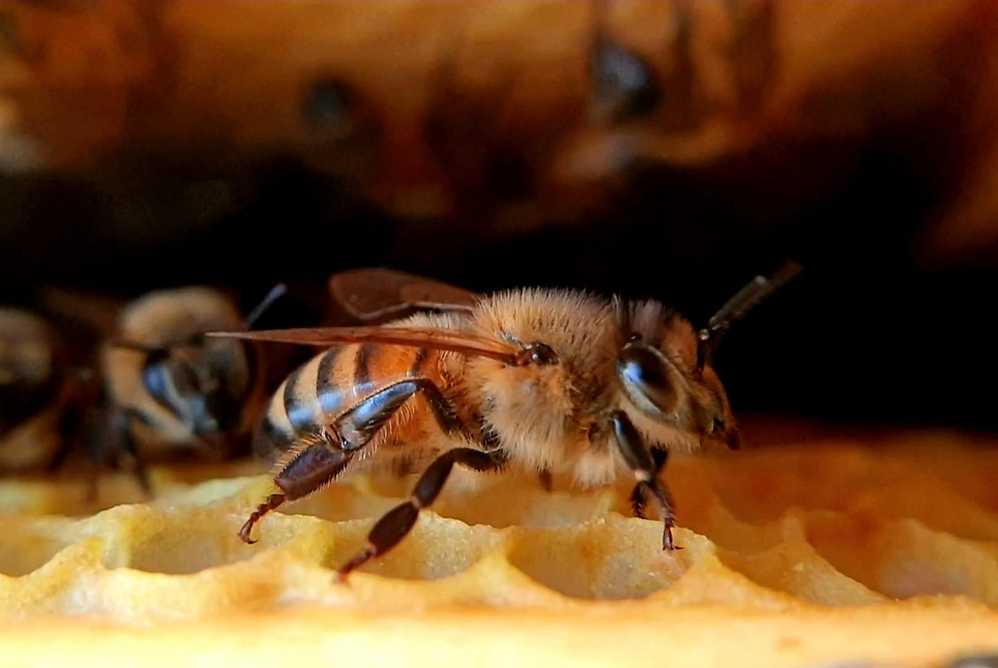 Foto all'interno dell'arnia di un ape operaia.