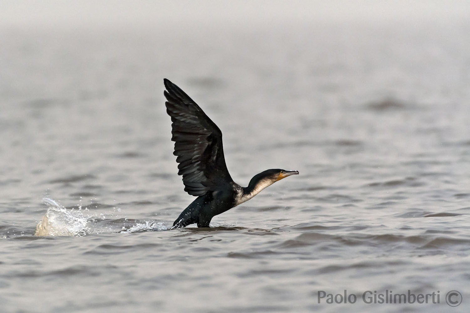 Long-tailed Cormorant, lago Zway, lake Zway