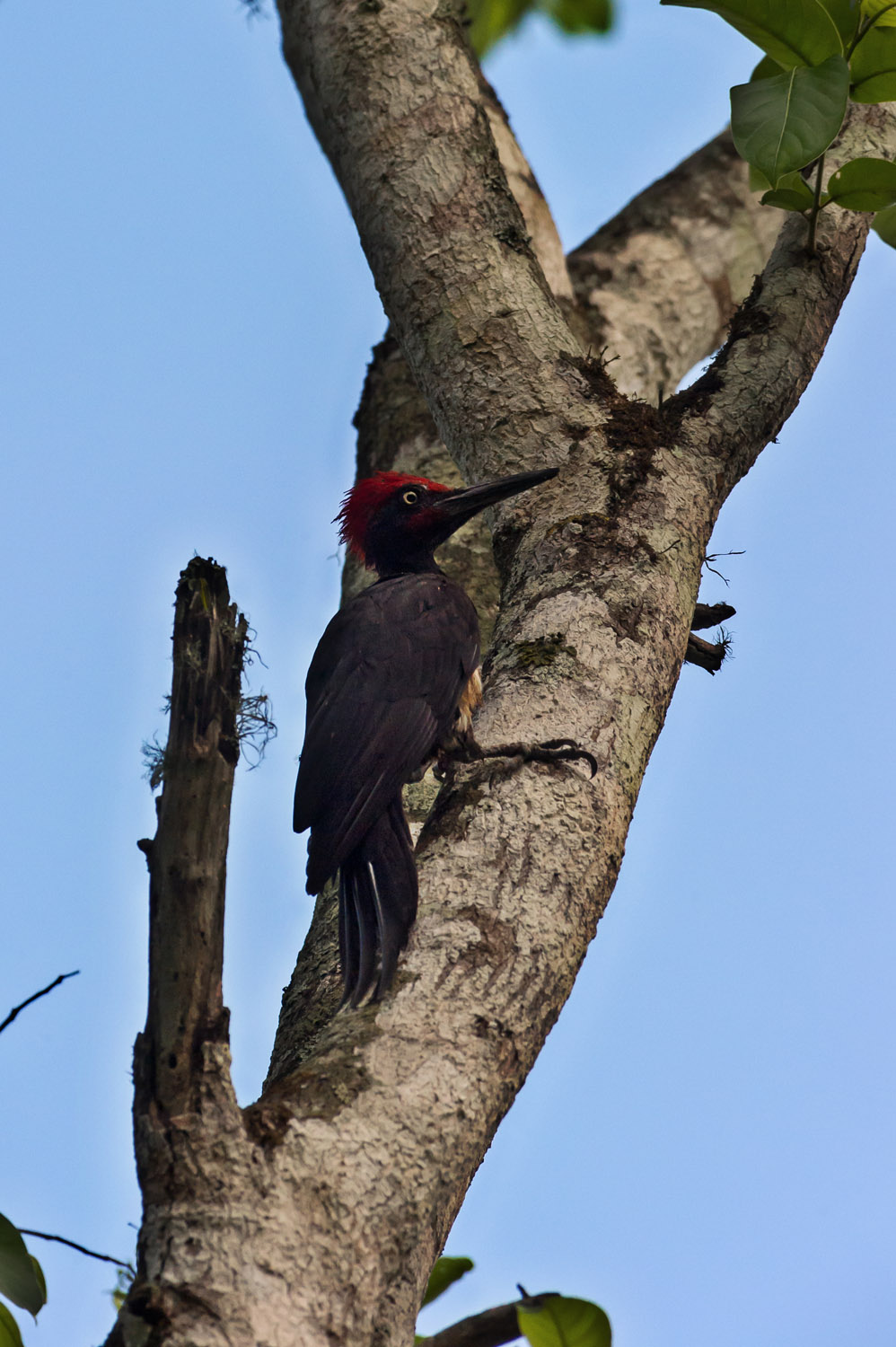 White-bellied Woodpecker, Nagarhole NP, Karnataka