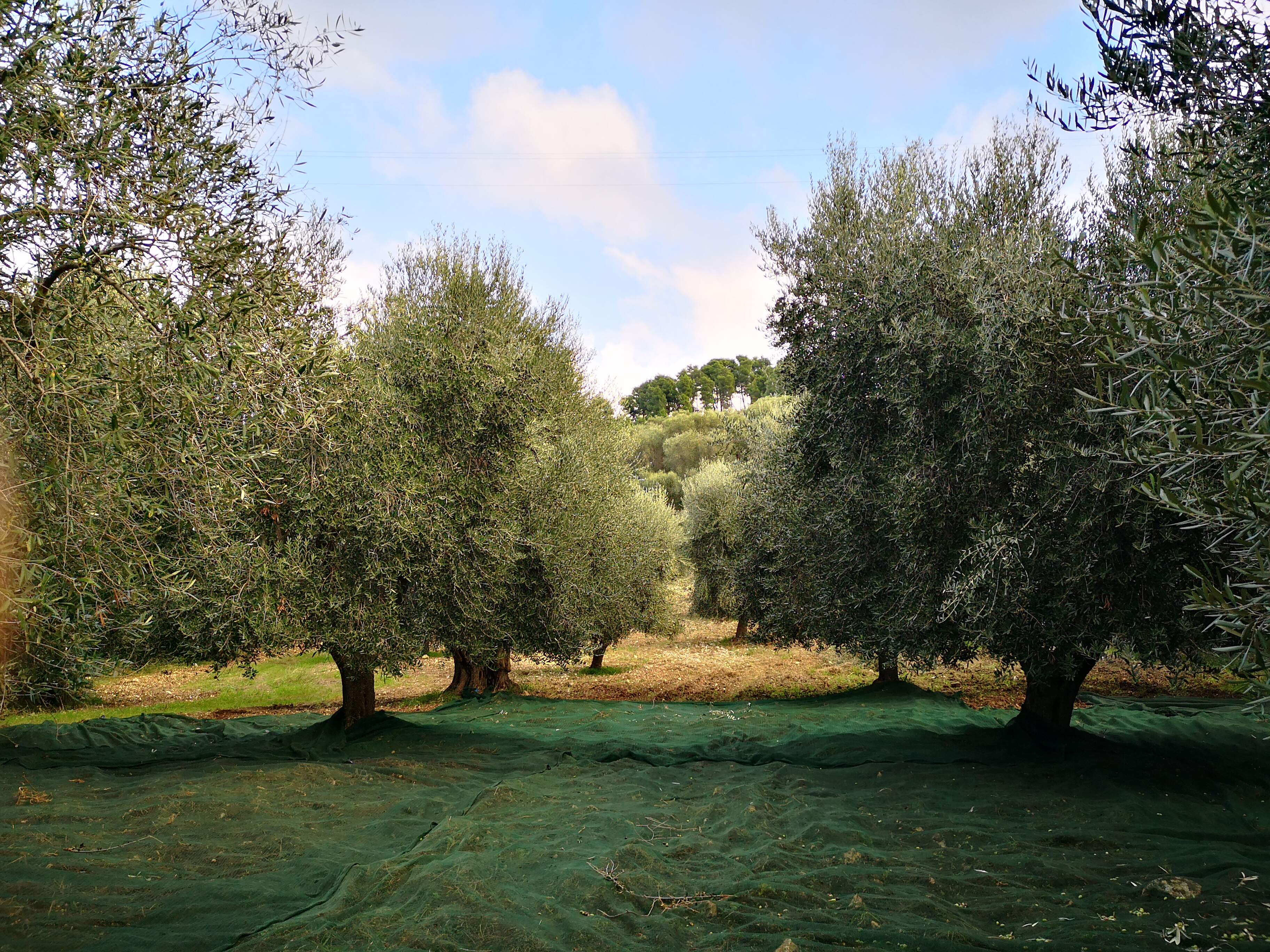 Bellissimo panorama dell'Agro di Calenella ai piedi di Vico del Gargano