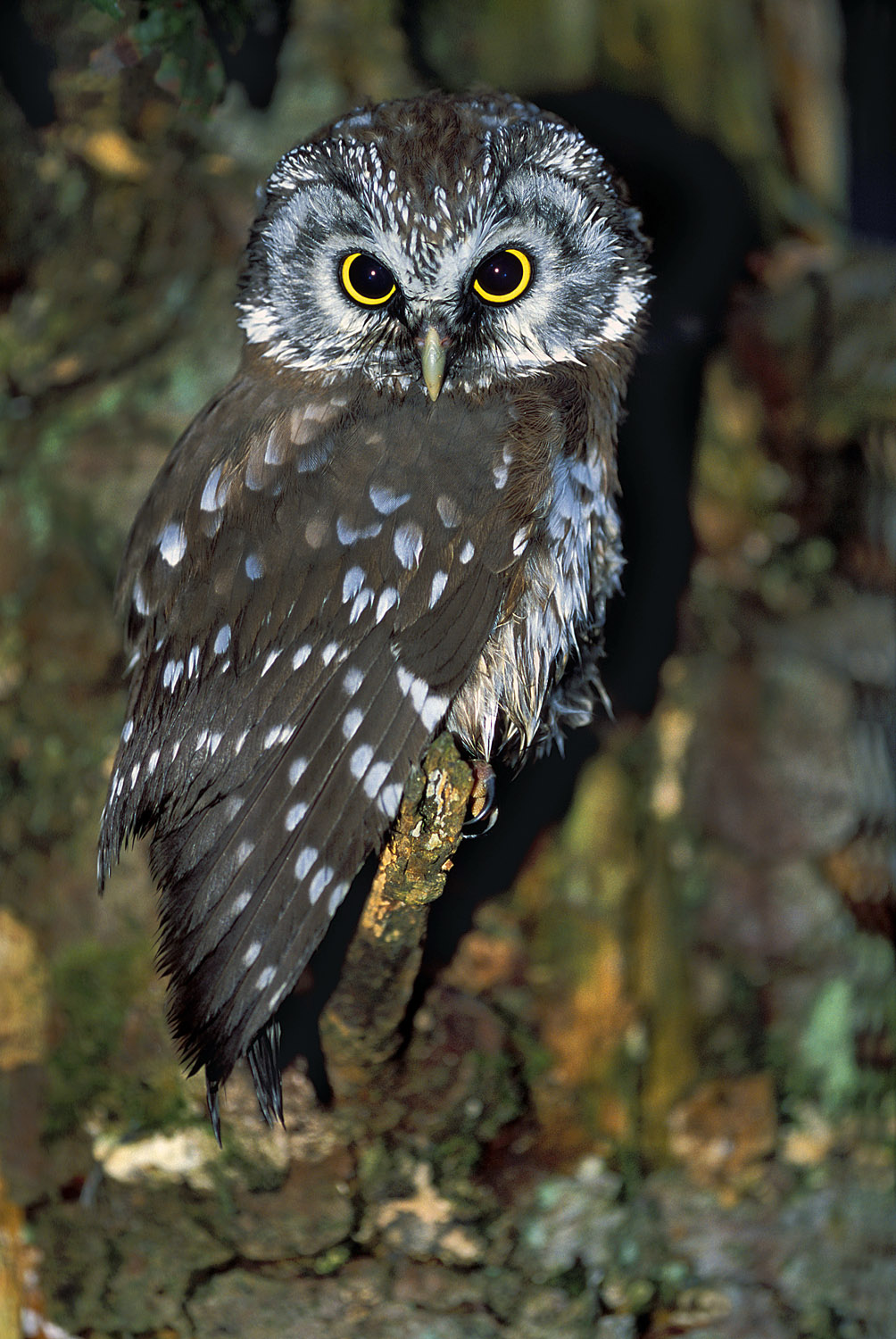 Tengmalm's Owl. Bayerischerwald NP