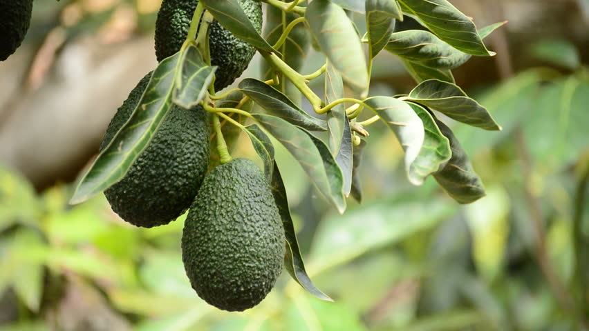 Il miglior avocado