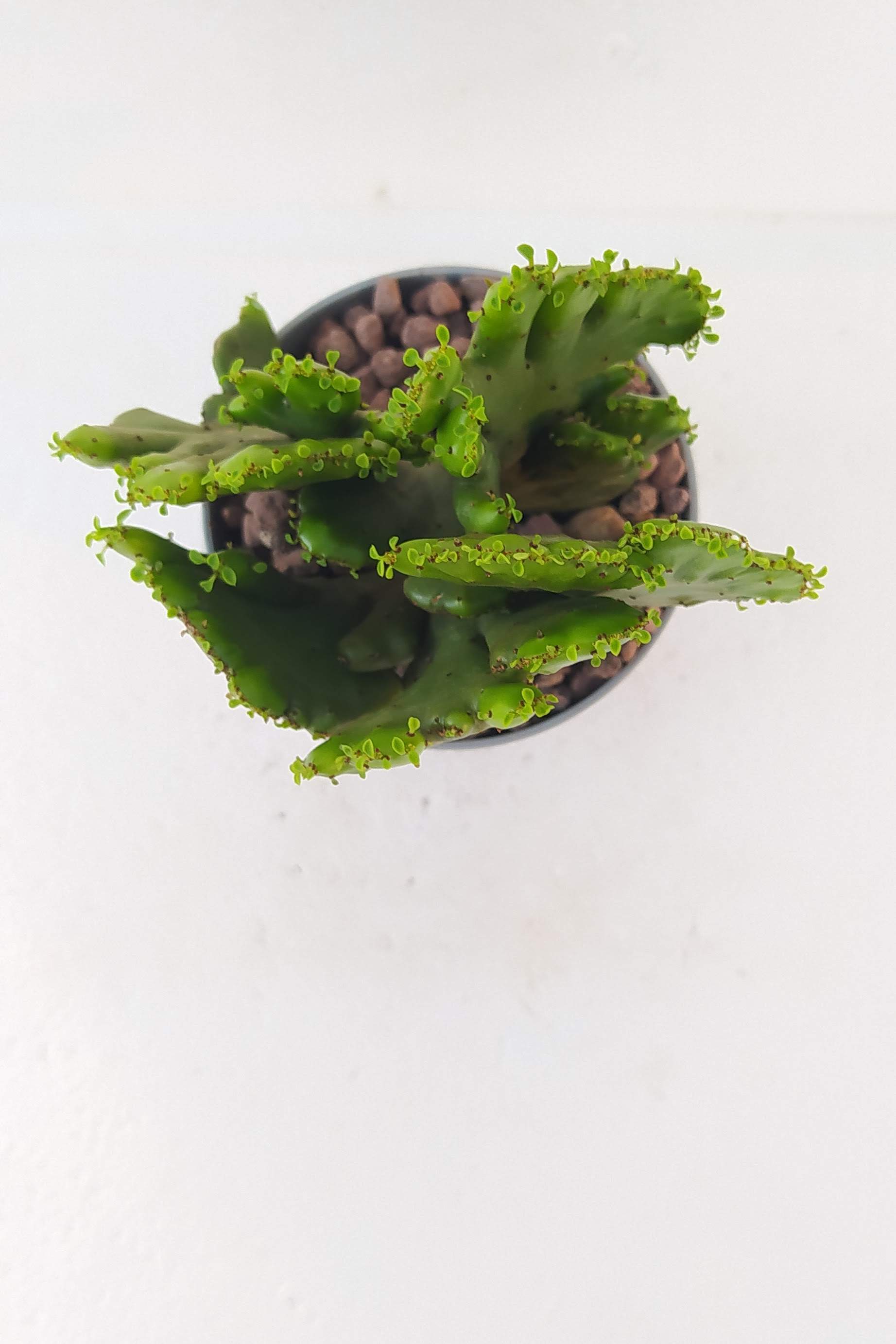 Euphorbia Leucodendron Crestata