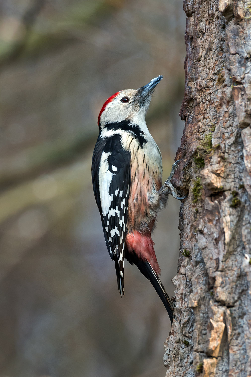 Middle Spotted Woodpecker, Polonia, Poland