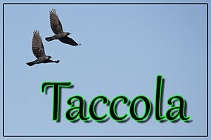 Taccola-anteprimajpg