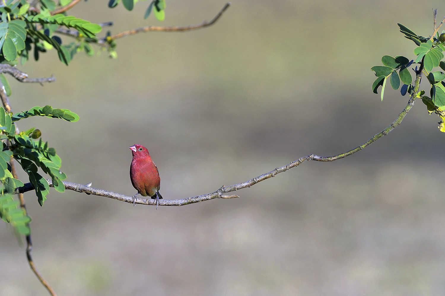 Red-billed Firefinch, montagne del Simien, Simien mountains