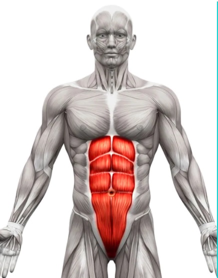 Muscoli dell'addome: Appunti di Anatomia umana