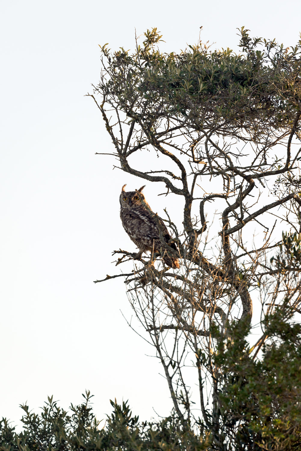 Spotted Eagle Owl, De Hoop NR
