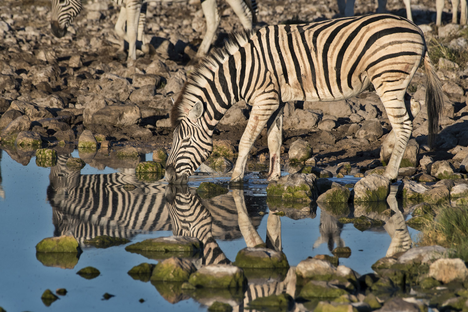 Burchell's Zebras, Etosha NP