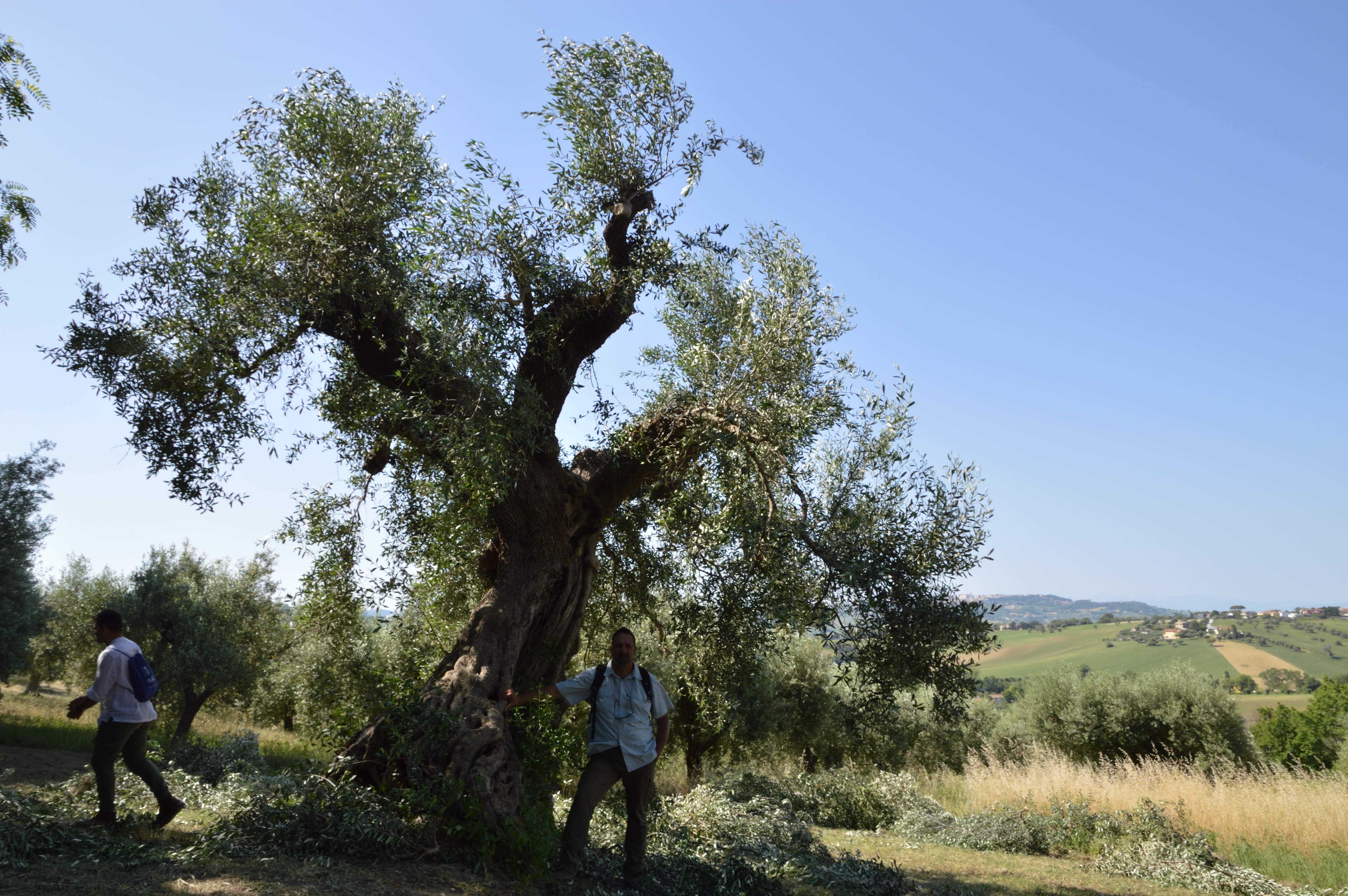 1° Corso di specializzazione “Cura e manutenzione di olivi ed oliveti storici" - Osimo (AN) 20-21 maggio 2022
