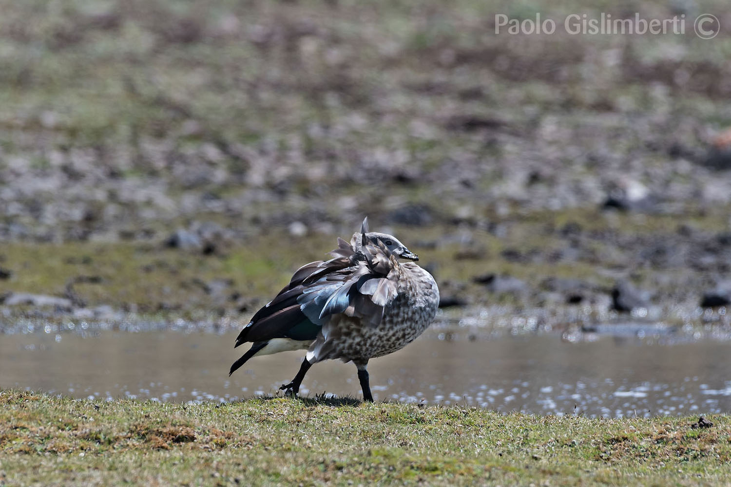 Blue-winged Goose, Sanetti plateau