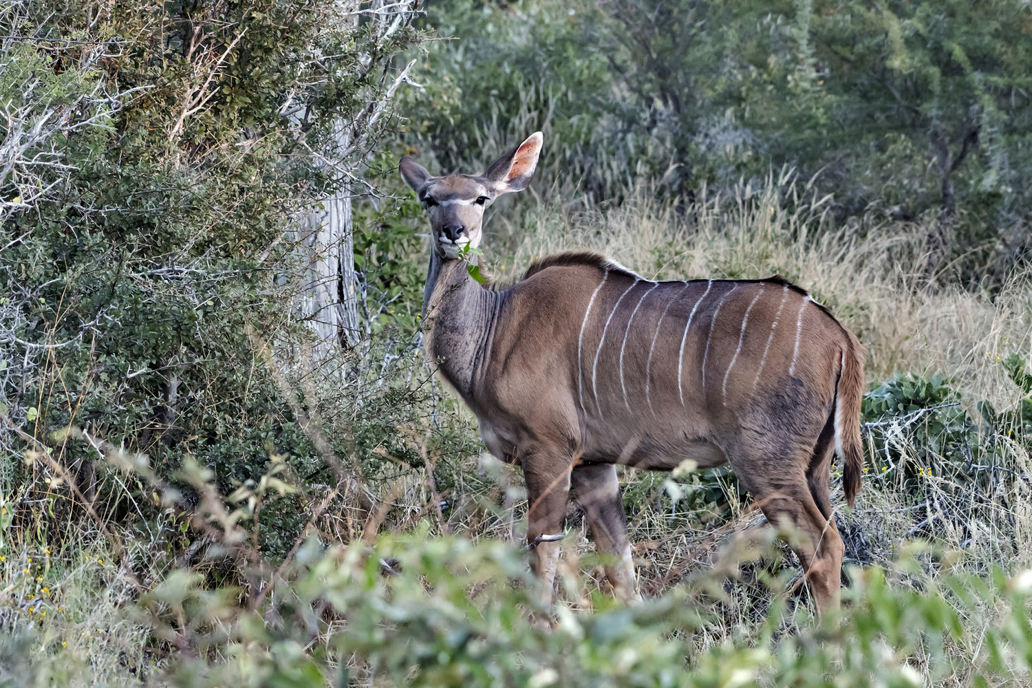 Greater Kudu, Etosha NP
