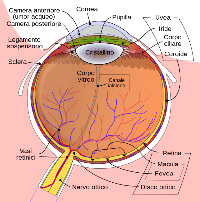 Schematic_diagram_of_the_human_eye_itsvgpng