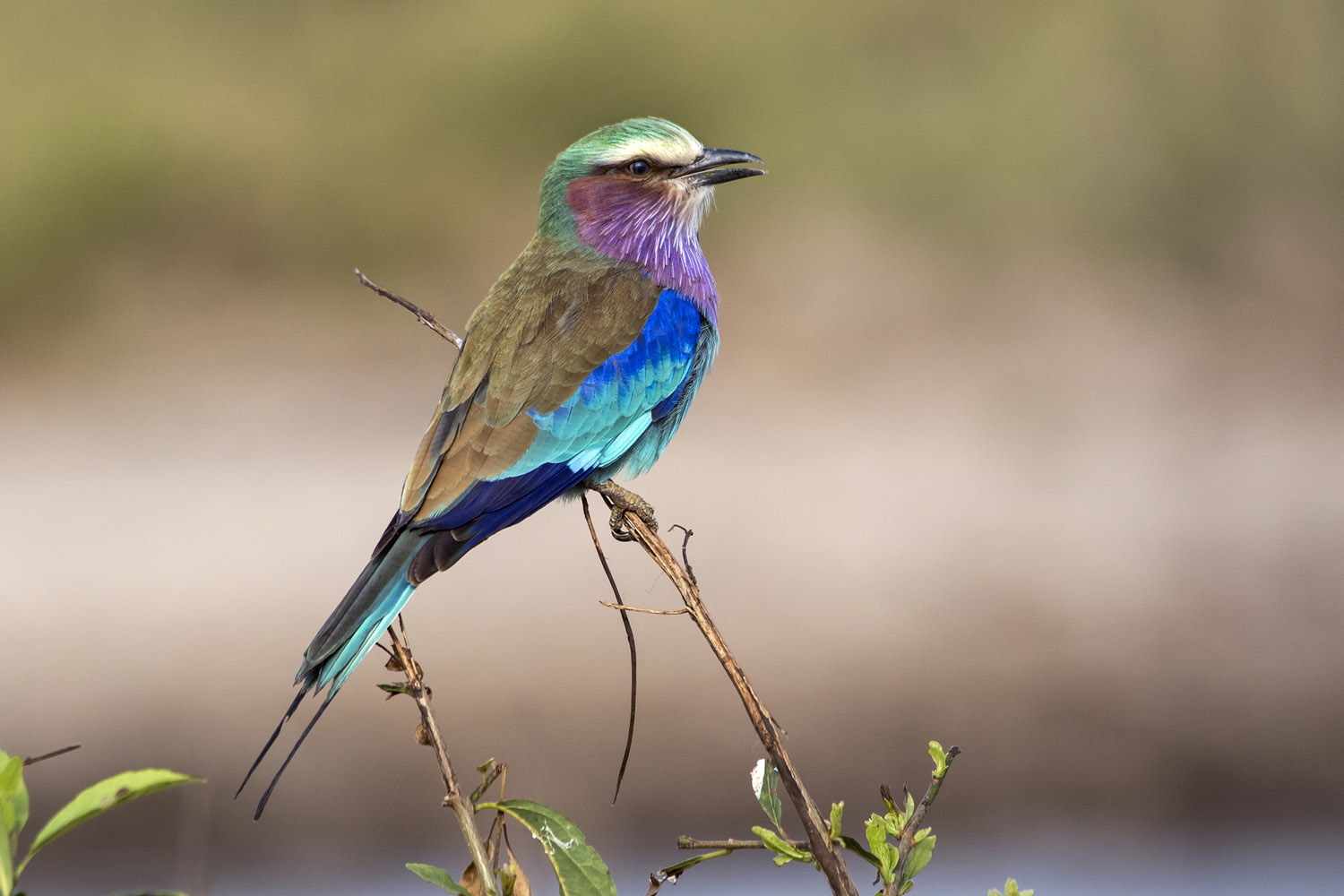 Lilac-breasted Roller, Serengeti NP