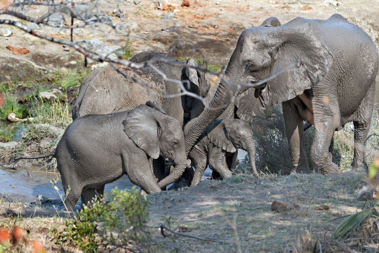 African elephants, Kruger NP