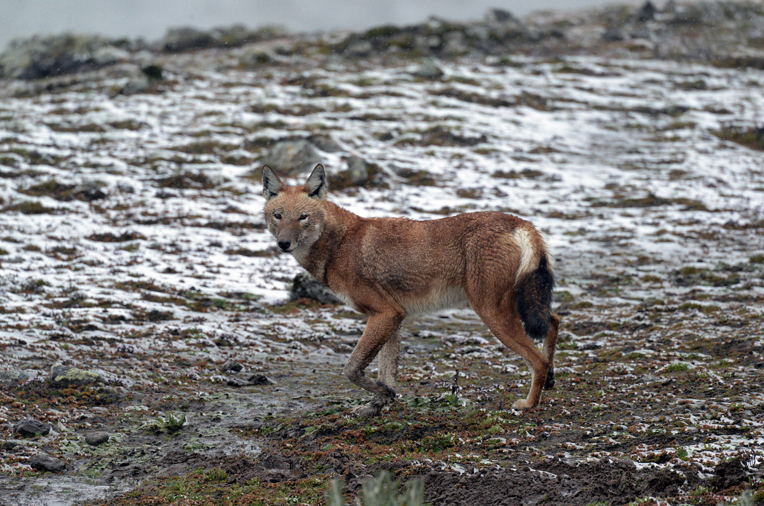 Simien Wolf in the snow, Sanetti plateau