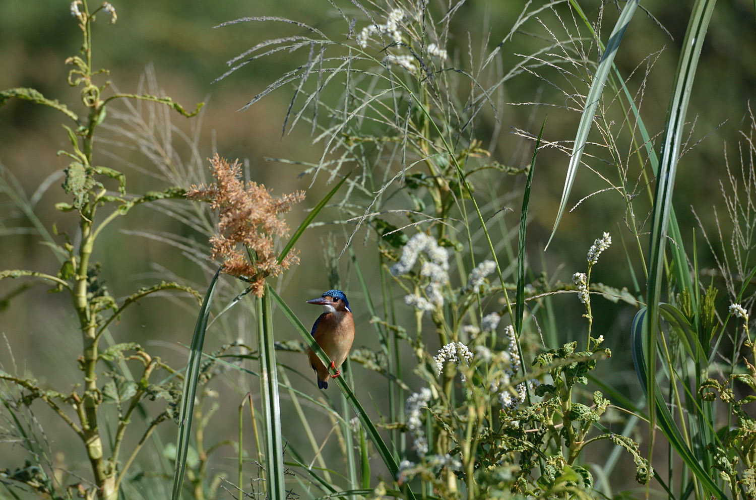 Malachite Kingfisher, lago Zway, lake Zway
