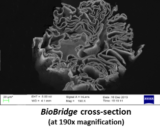 Sezione al microscopio di un singolo Biobridge