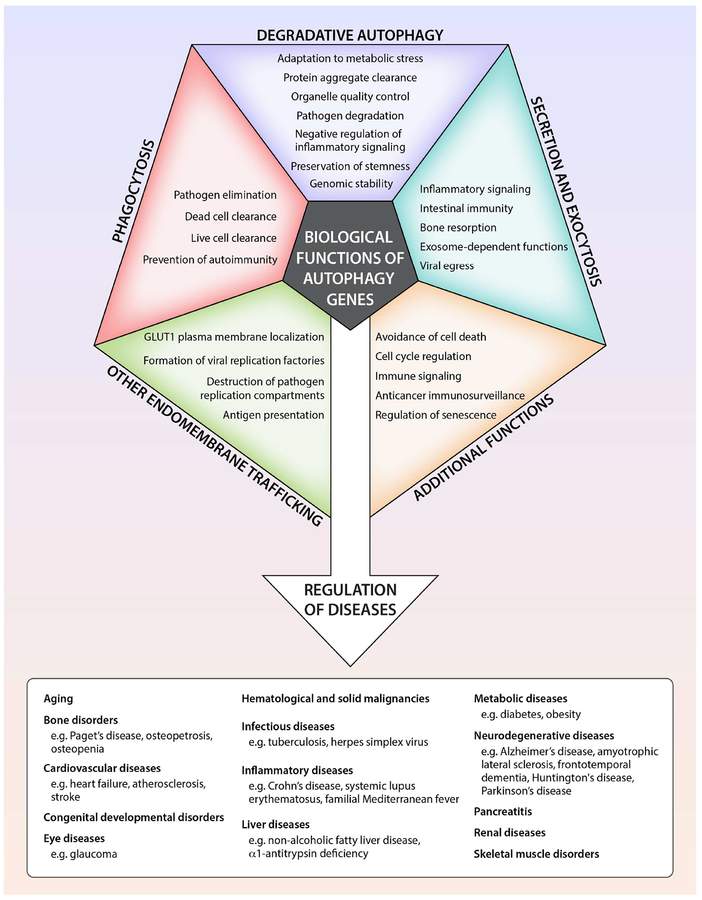 Disturbi neurodegenerativi