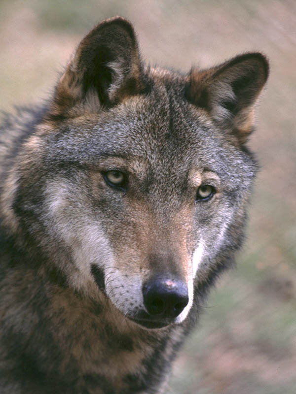 Pnalm: morto un lupo, forse ucciso a fucilate