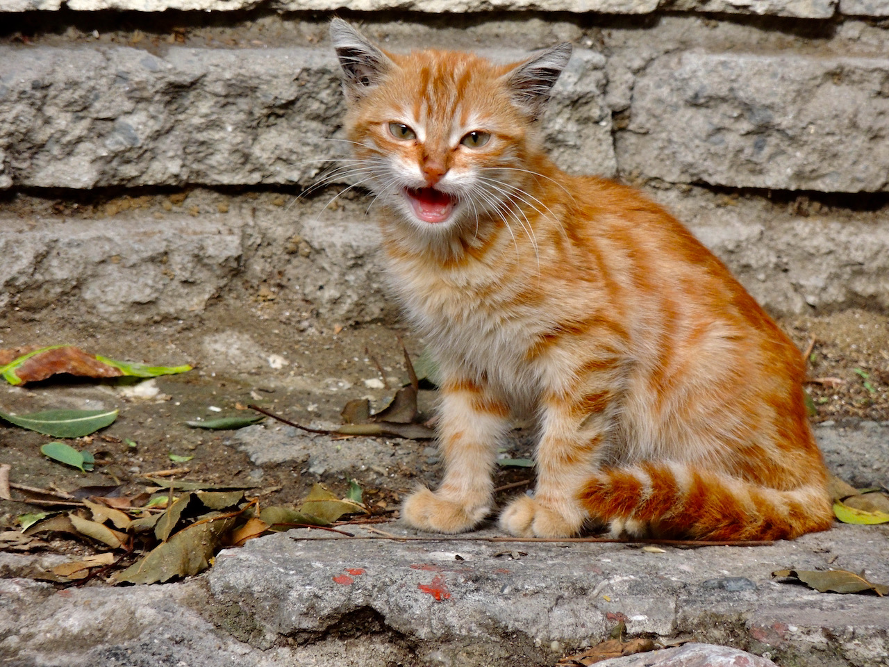 Rabbia, gatto, Istambul, Turchia