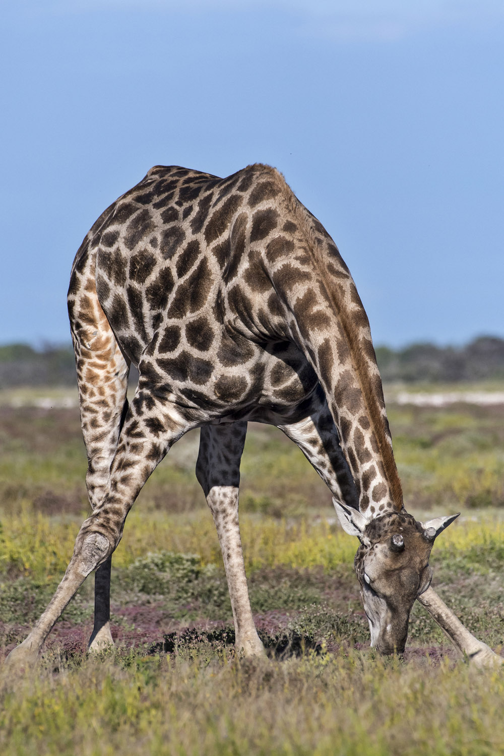 Southern Giraffe, Etosha NP