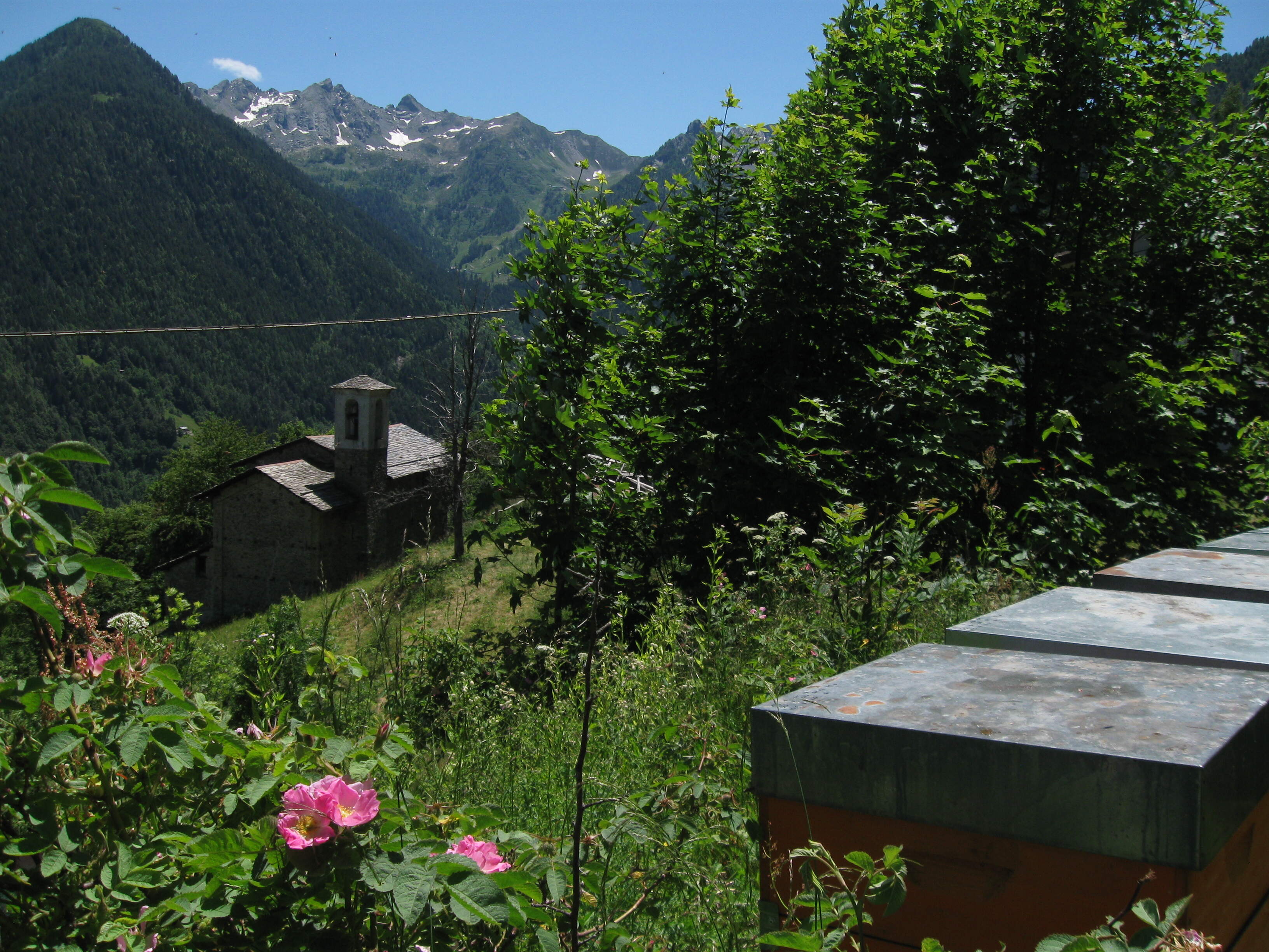 Miele di fiori delle Alpi Orobie