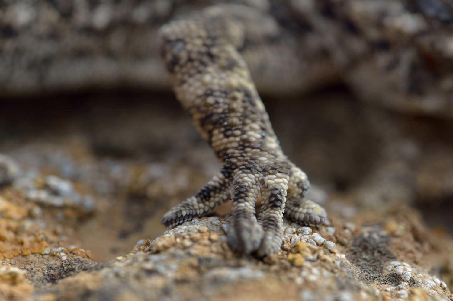 Tarentola angustimentalis, East Canary Gecko's leg, Fuerteventura