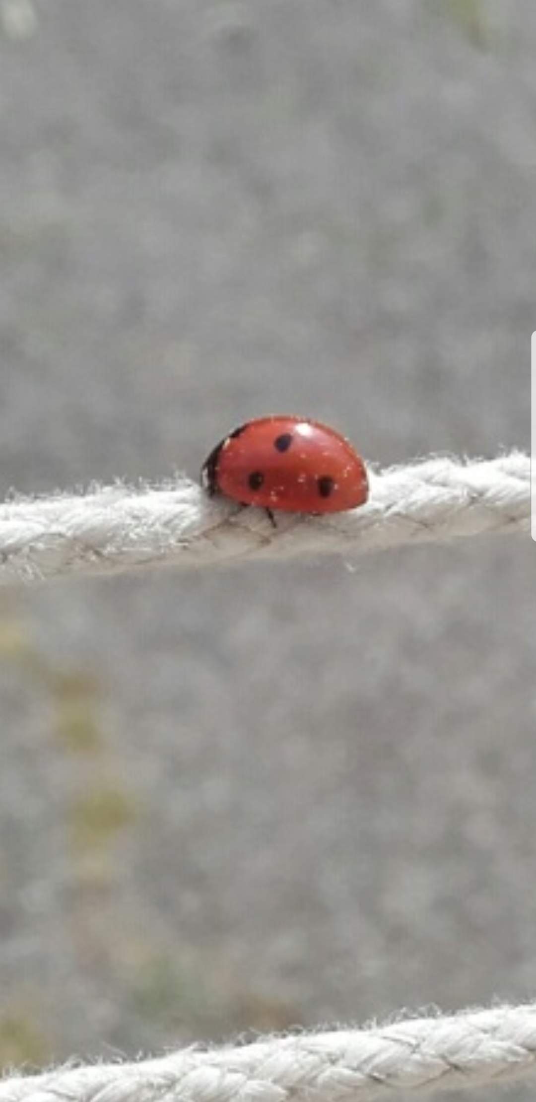 Coccinella funambola