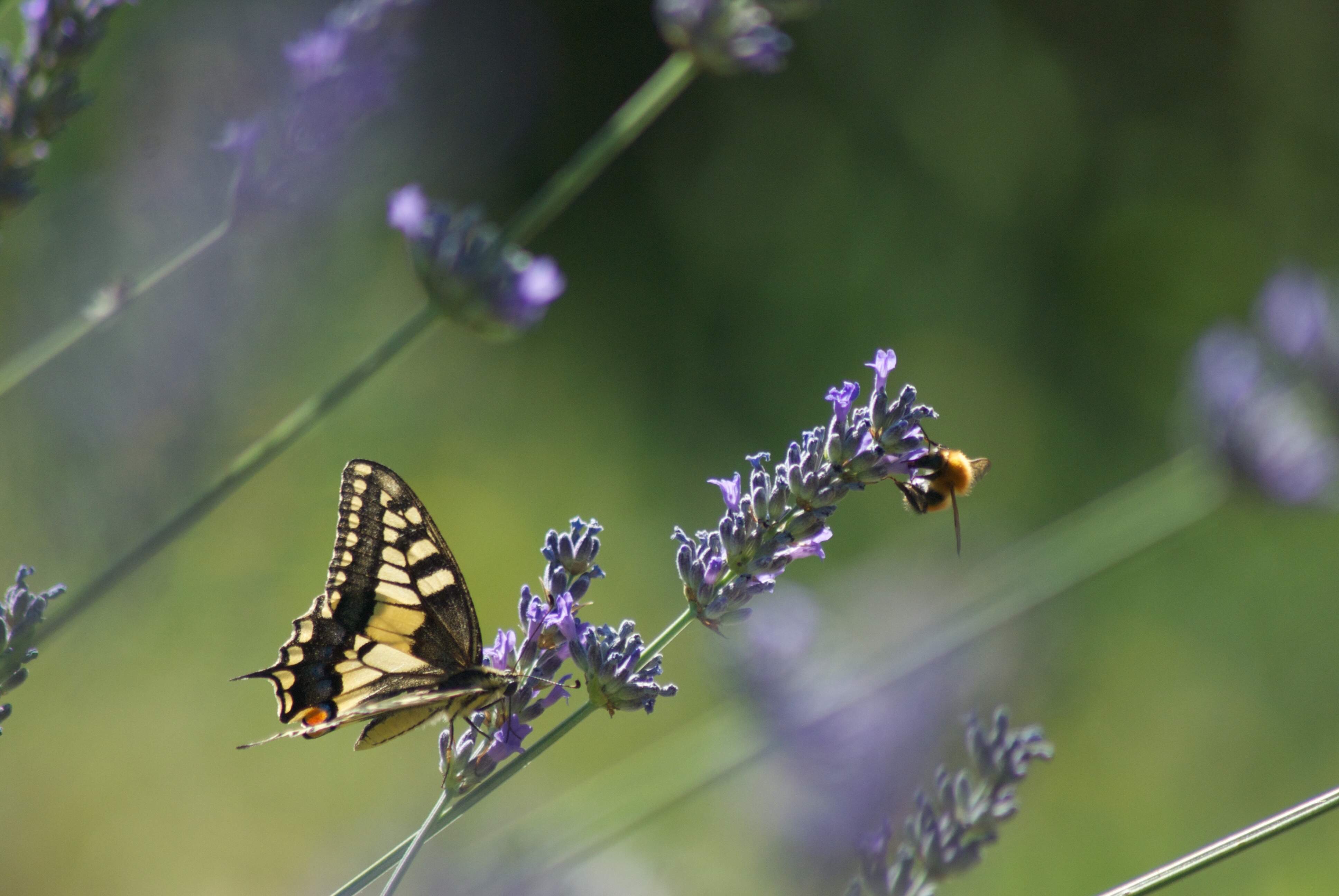 Foto di farfalla su lavanda ©ChiaraOrtolani