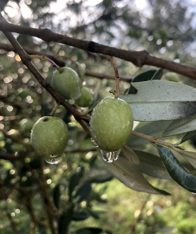 Adotta un Olivo in Toscana