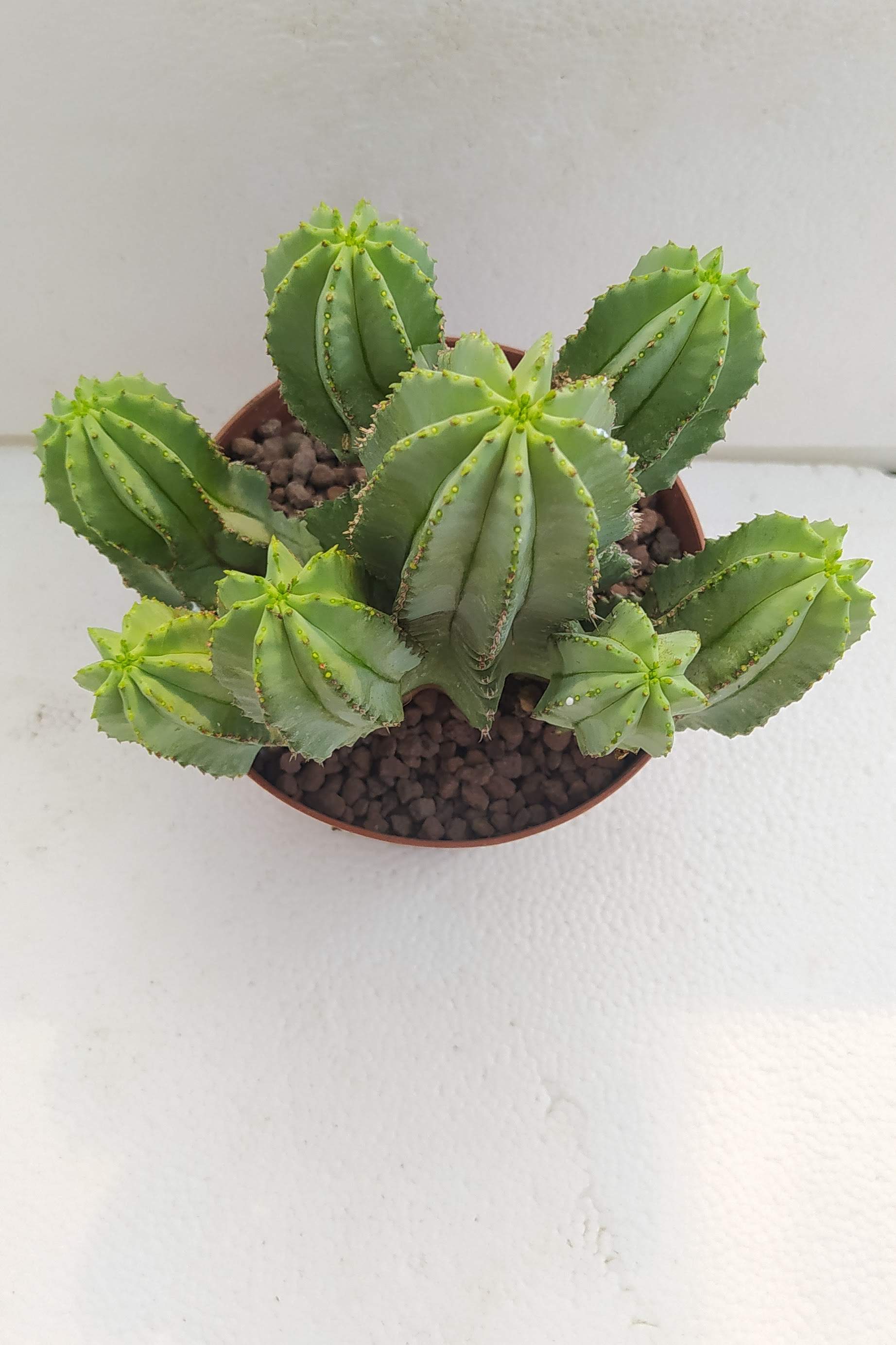 Euphorbia Fruticosa  Inermis