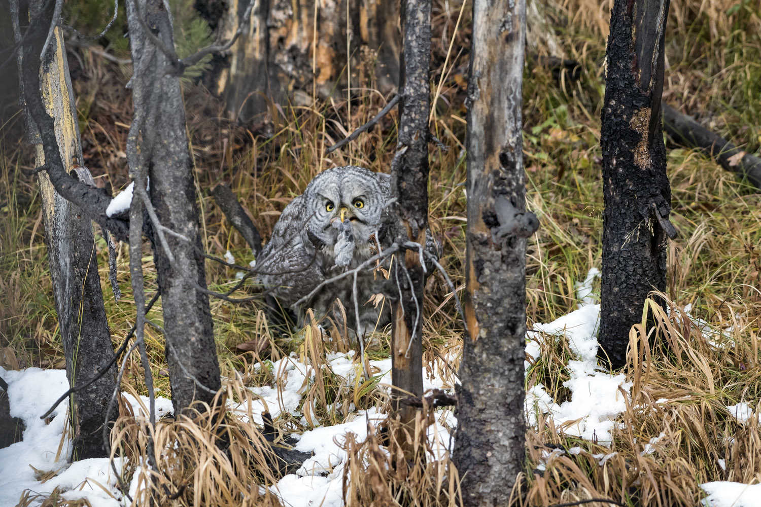 Great Grey Owl, PN di Yellowstone, Yellowstone NP