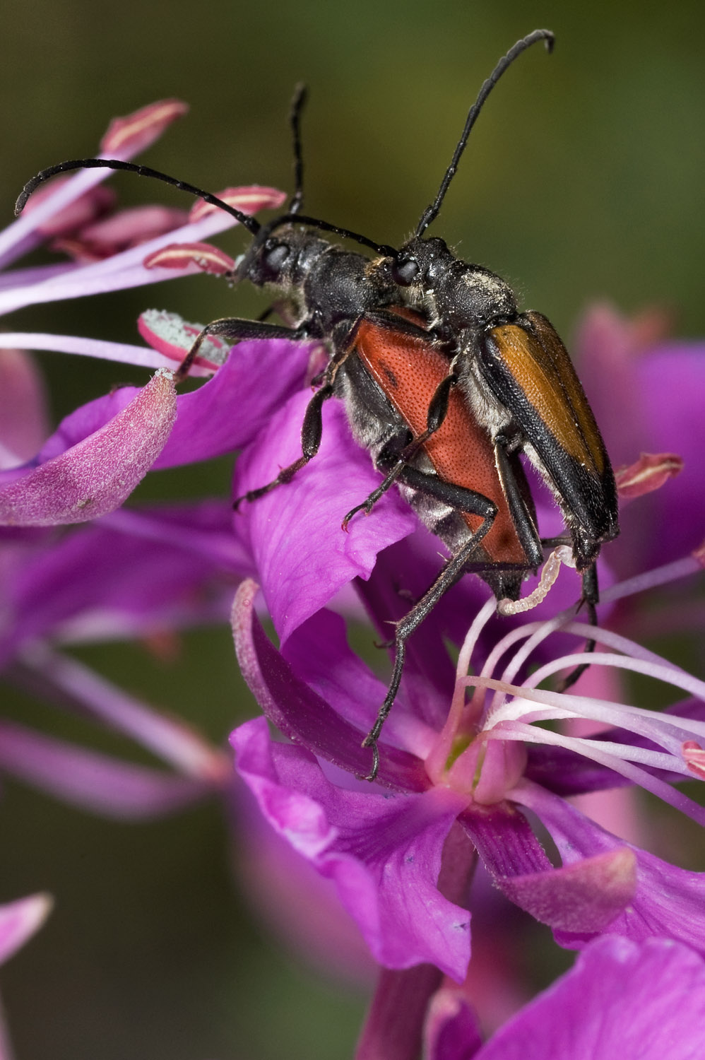 Longhorn Beetles mating