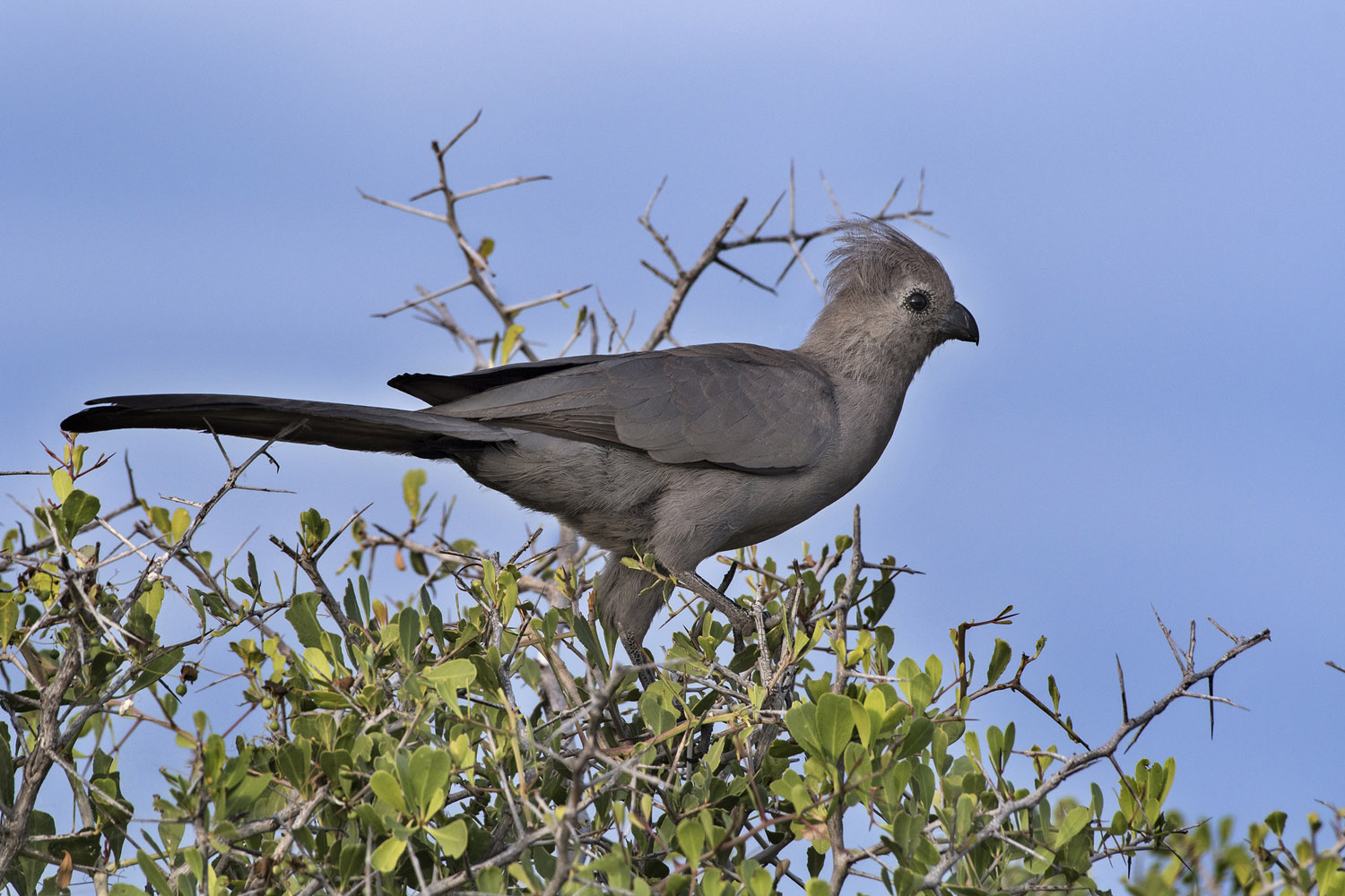Grey Go-away Bird, Etosha NP
