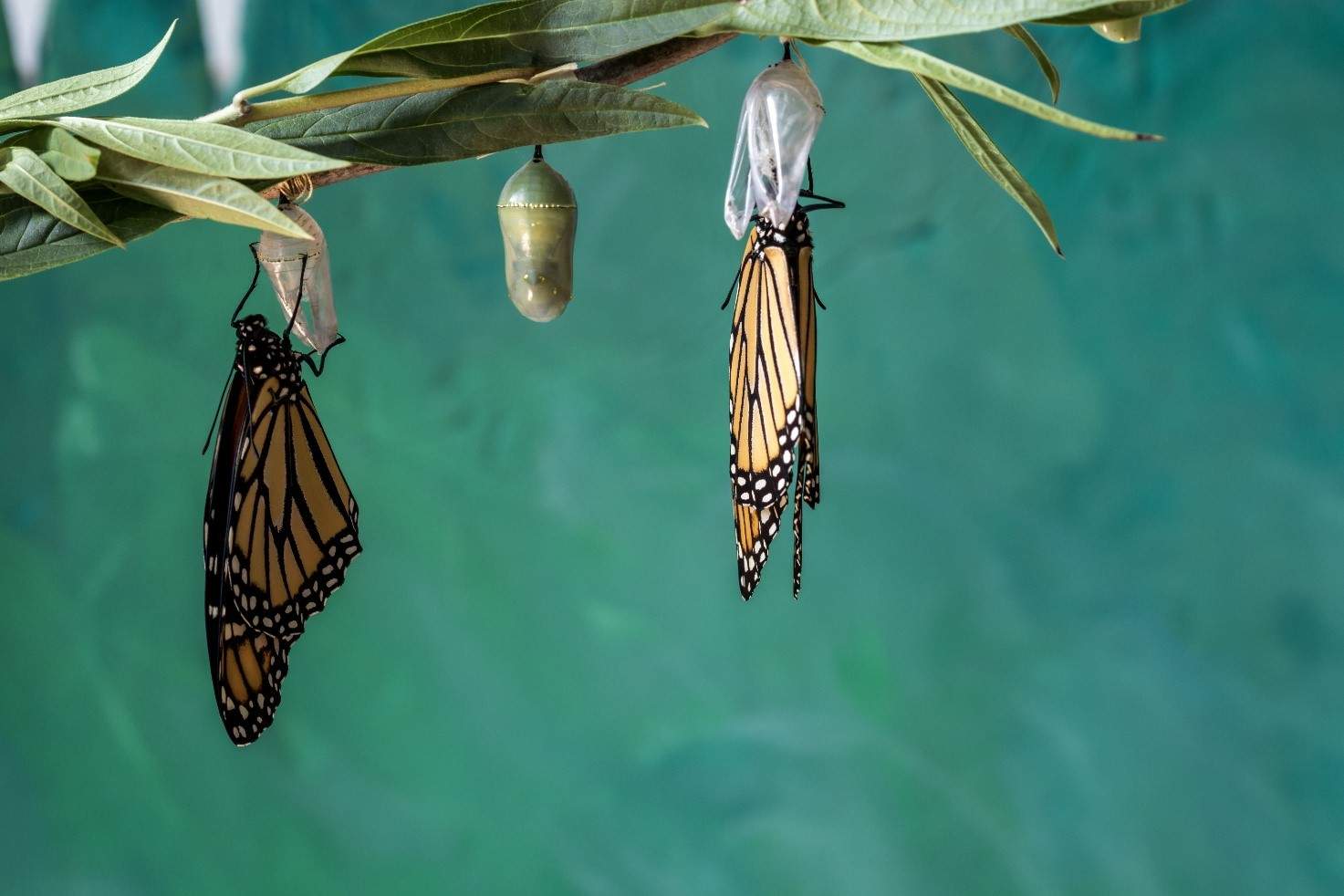 “Le organizzazioni a caccia di farfalle”: riflessioni sulla terza metafora emersa dal nostro sondaggio