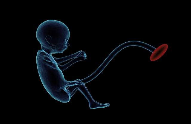 Addio a fecondazione, ovaie e spermatozoi, Creati i primi embrioni sintetici