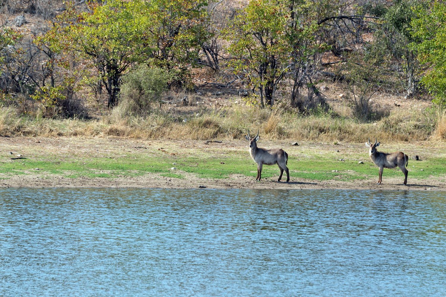 Waterbucks, PN Kruger, Kruger NP