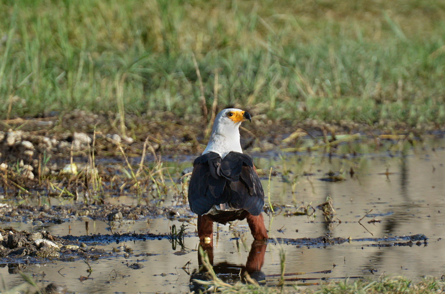 African Fish-eagle, lago Awasa, lake Awasa