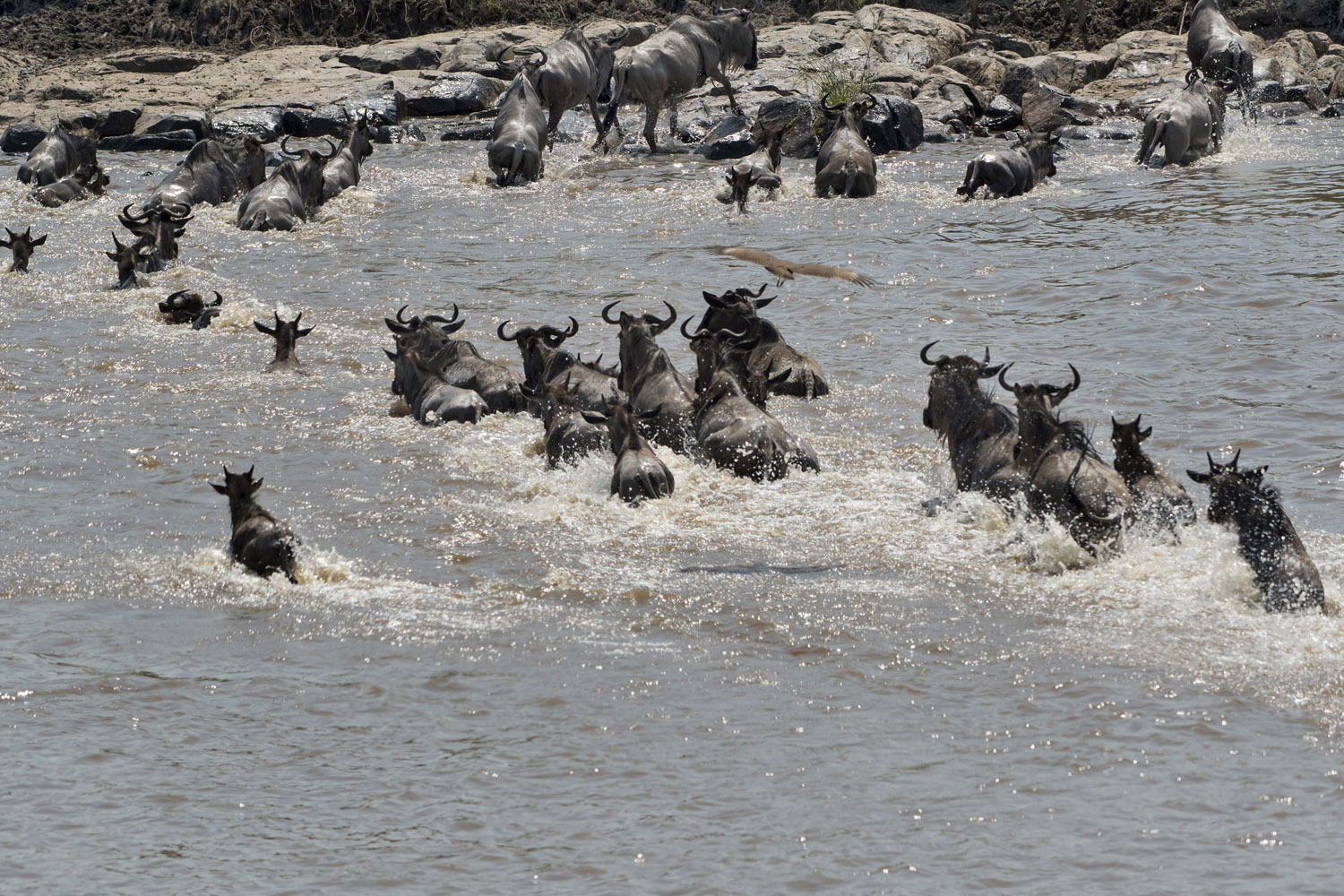 river Mara crossing by Wildebeests during their migration
