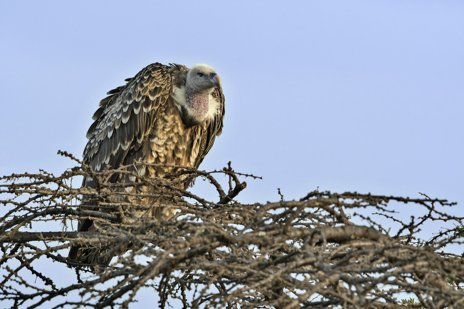 Ruppell's Vulture, Serengeti NP