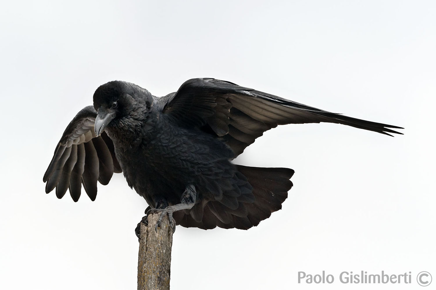 Fan-tailed Raven, Sanetti plateau