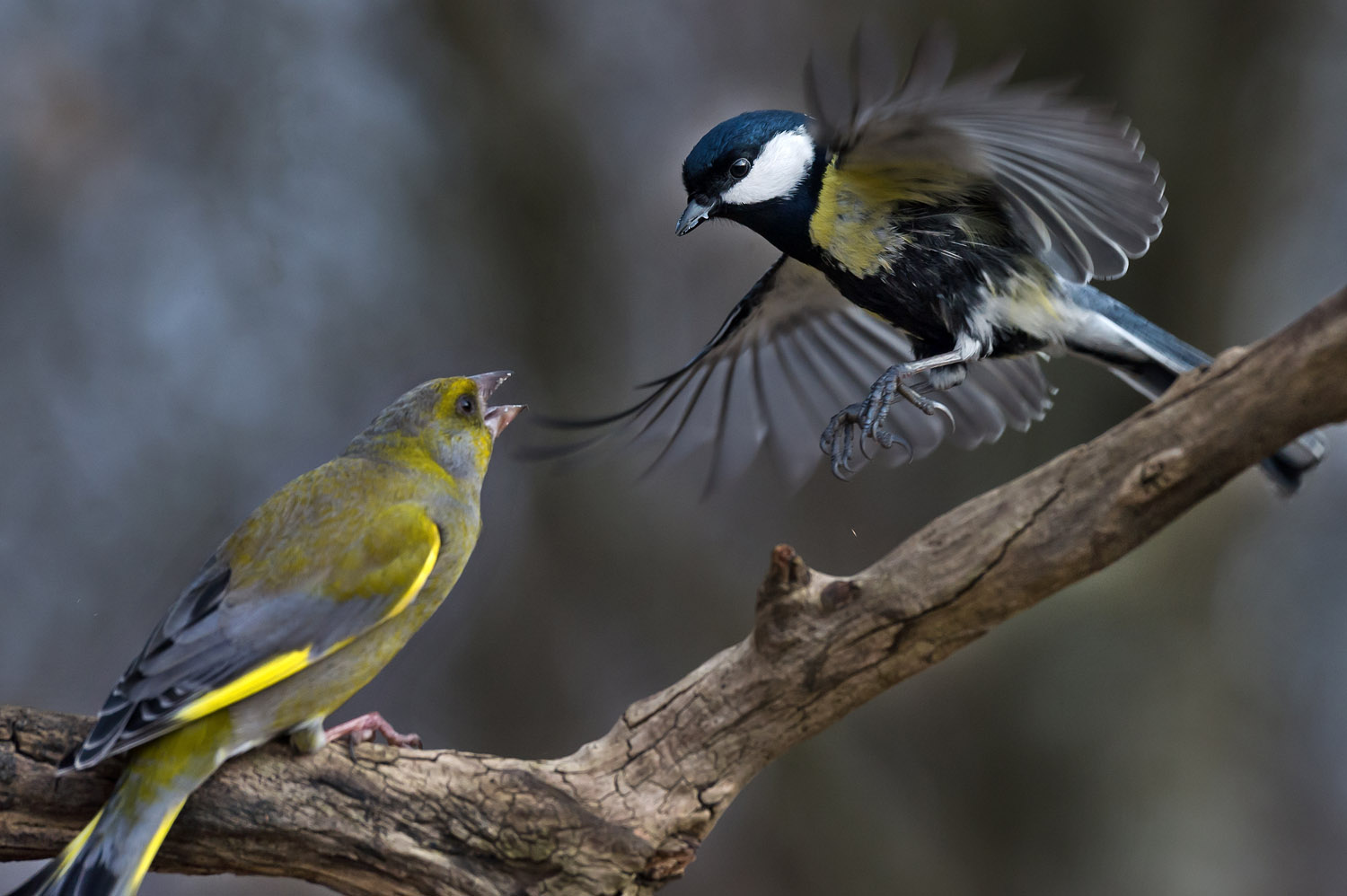 Greenfinch (Carduelis chloris) and Great Tit (Parus major) 