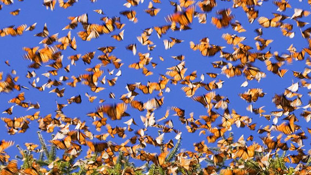 farfalle-monarca-un-volo-lungo-4000-kmjpg