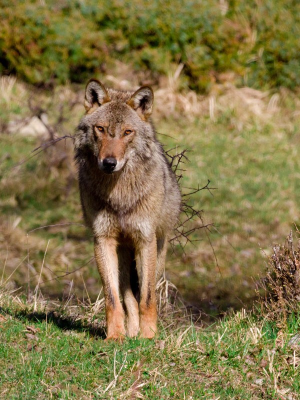 Pnalm, ucciso da altri animali il lupo di Villetta Barrea