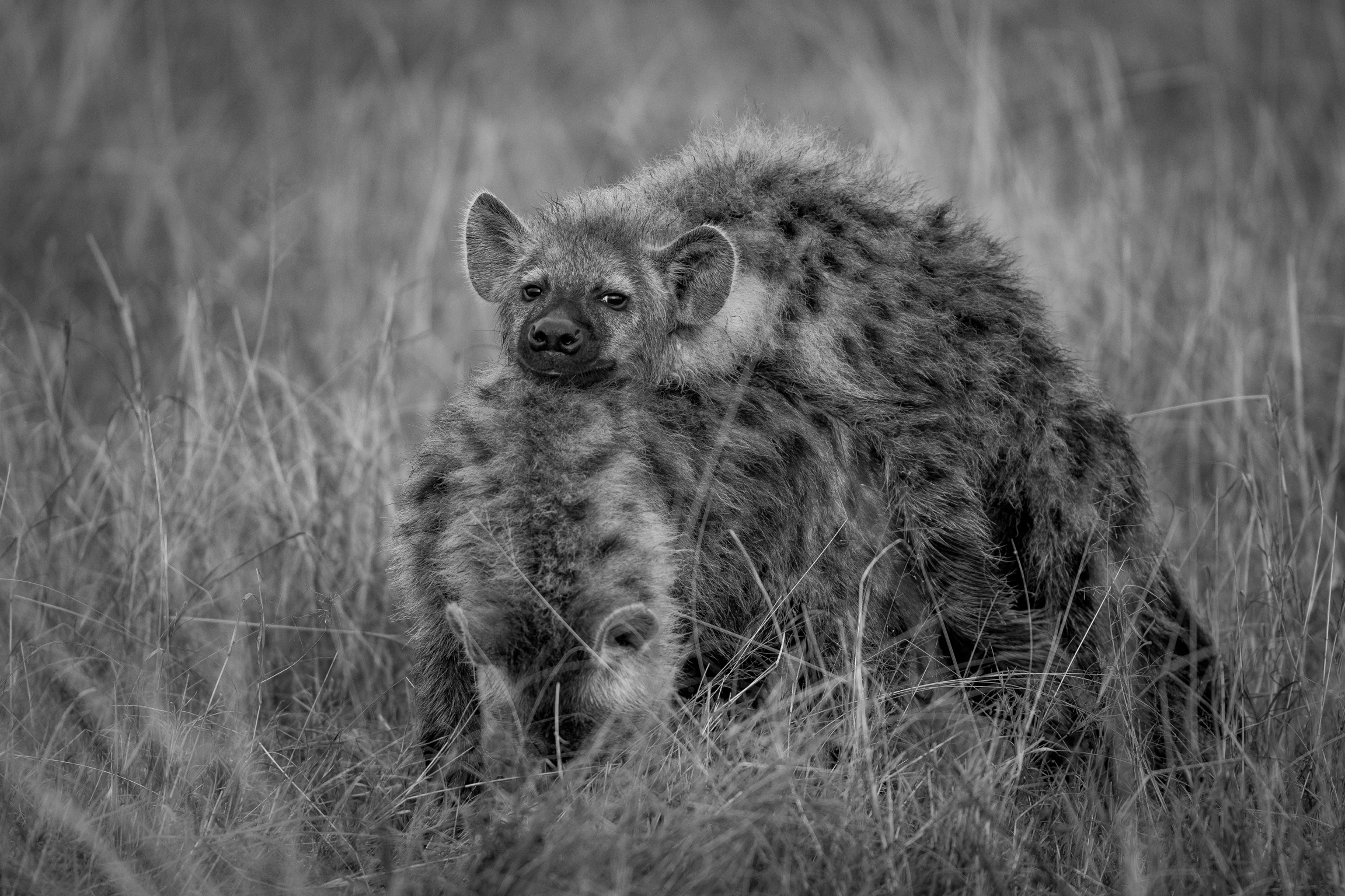 Anche le iene possono essere tenere, Masai Mara Kenya 2018