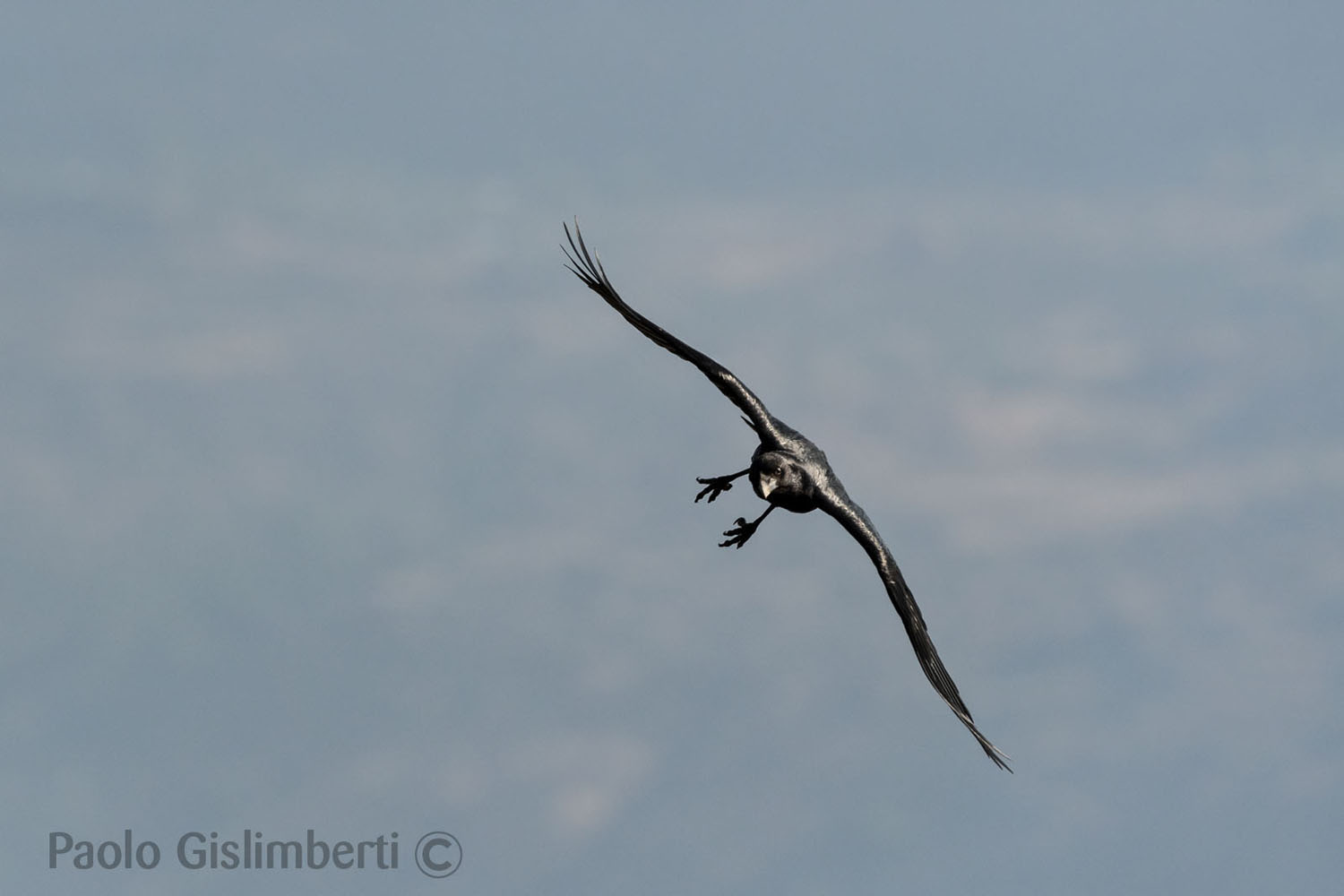 Fan-tailed Raven, Debre Libanos