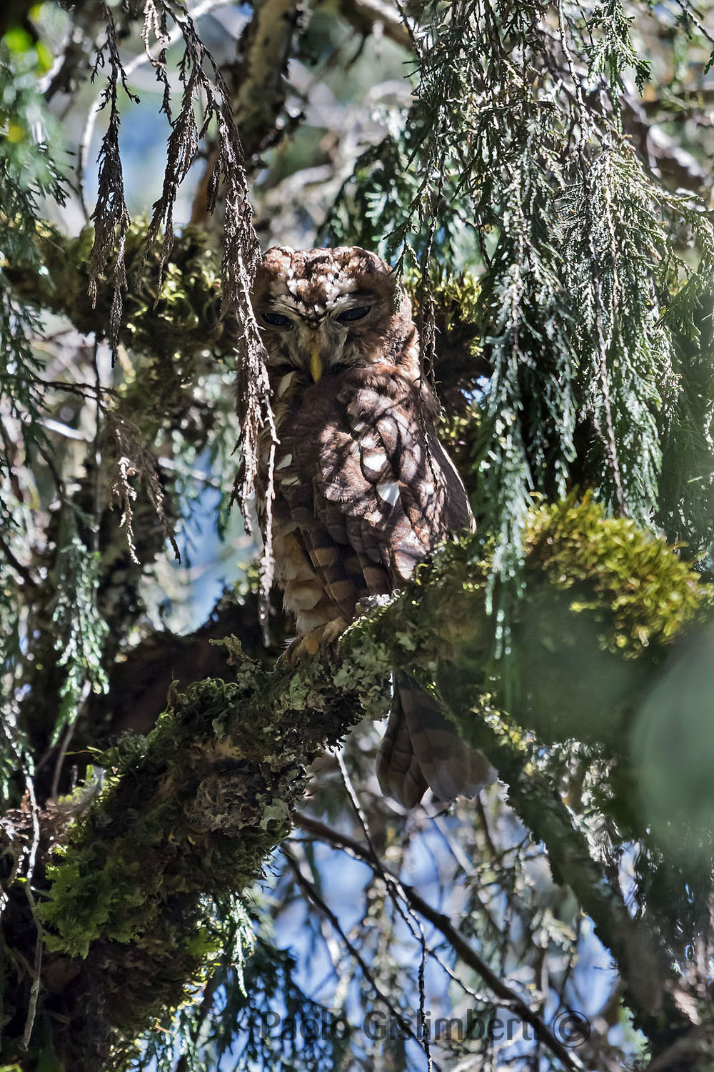 African Wood Owl, Dinsho forest