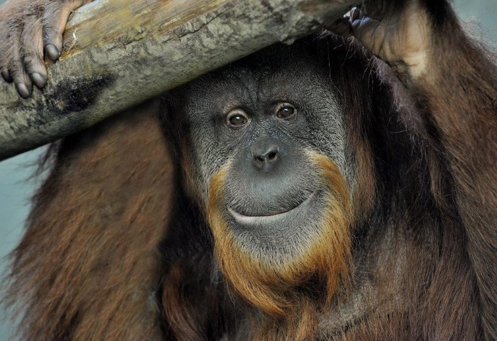 zoe orangutanjpg