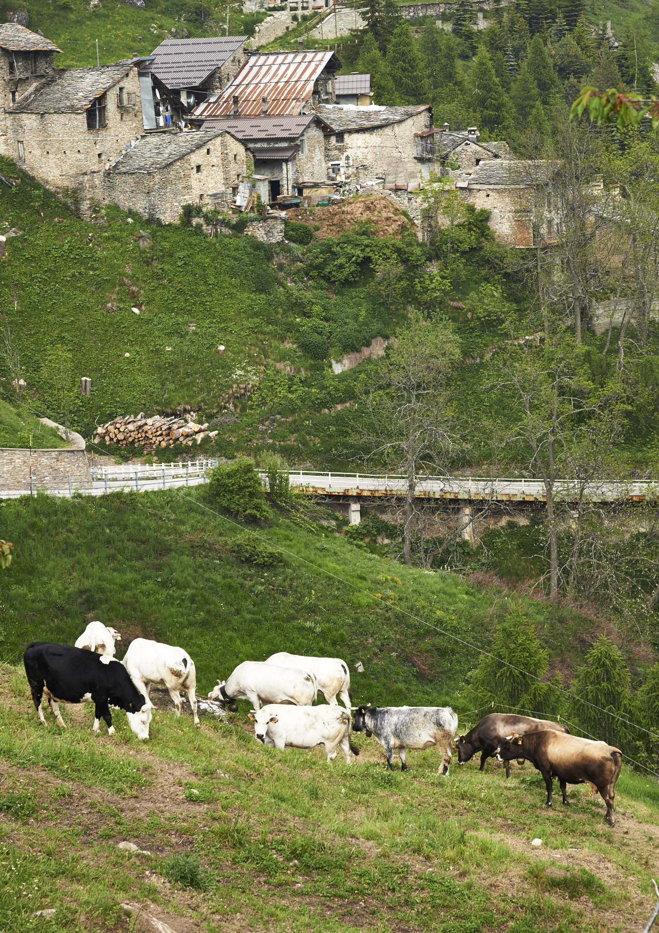 Castelmagno, il paese dove le mucche vivono felici